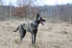 Dutch shepherd dog dog graphics