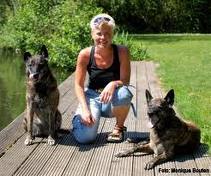 Dutch shepherd dog