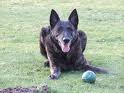 Dutch shepherd dog dog graphics