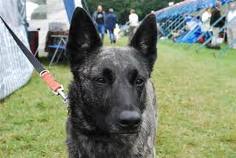 Dutch shepherd dog