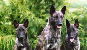 Dutch shepherd dog dog graphics