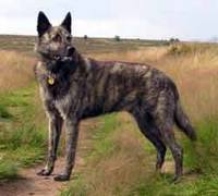 Dutch shepherd dog dog graphics