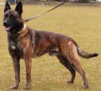 Dutch shepherd dog dog graphics