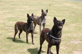 Dutch shepherd dog dog graphics