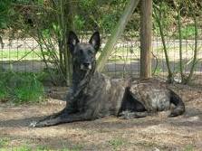 Dutch shepherd dog dog graphics