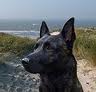 Dutch shepherd dog dog graphics