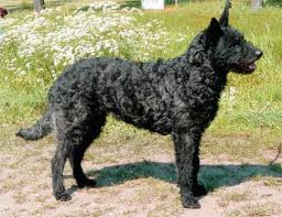 Dutch shepherd dog dog graphics