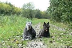 Dutch shepherd dog