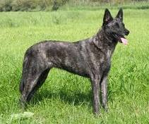 Dutch shepherd dog dog graphics