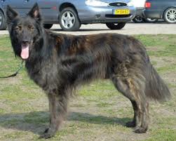 Dutch shepherd dog