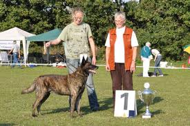 Dutch shepherd dog dog graphics