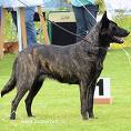 Dutch shepherd dog