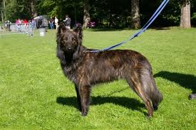 Dutch shepherd dog dog graphics