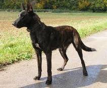 Dutch shepherd dog dog graphics