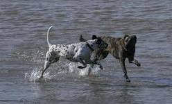 Dutch shepherd dog dog graphics