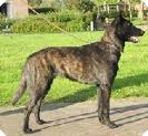 Dutch shepherd dog dog graphics