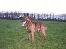 Dutch shepherd dog dog graphics