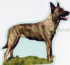 Dutch shepherd dog dog graphics