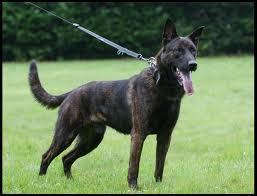 Dutch shepherd dog dog graphics