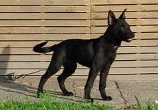 Dutch shepherd dog