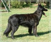 Dutch shepherd dog dog graphics