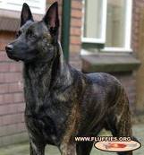 Dutch shepherd dog dog graphics