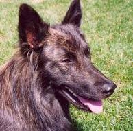 Dutch shepherd dog dog graphics