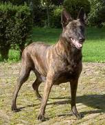 Dutch shepherd dog dog graphics