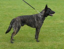 Dutch shepherd dog dog graphics