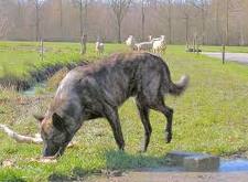 Dutch shepherd dog dog graphics