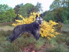 Dutch shepherd dog dog graphics
