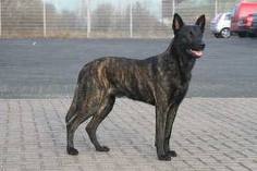 Dutch shepherd dog dog graphics