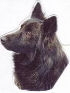 Dutch shepherd dog