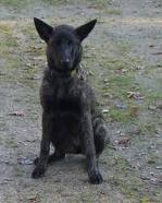 Dutch shepherd dog dog graphics