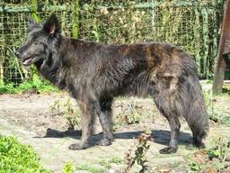 Dutch shepherd dog dog graphics