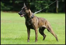 Dutch shepherd dog dog graphics