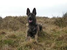 Dutch shepherd dog dog graphics