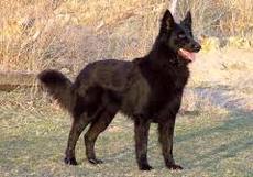 Dutch shepherd dog dog graphics