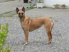 Dutch shepherd dog dog graphics