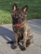 Dutch shepherd dog