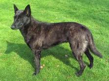 Dutch shepherd dog dog graphics