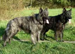 Dutch shepherd dog dog graphics