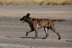 Dutch shepherd dog