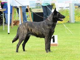 Dutch shepherd dog