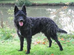 Dutch shepherd dog