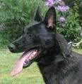 Dutch shepherd dog