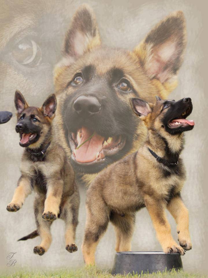 German shepherd