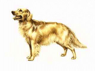 Golden retriever dog graphics