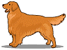 Golden retriever dog graphics