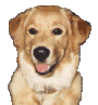 Golden retriever dog graphics